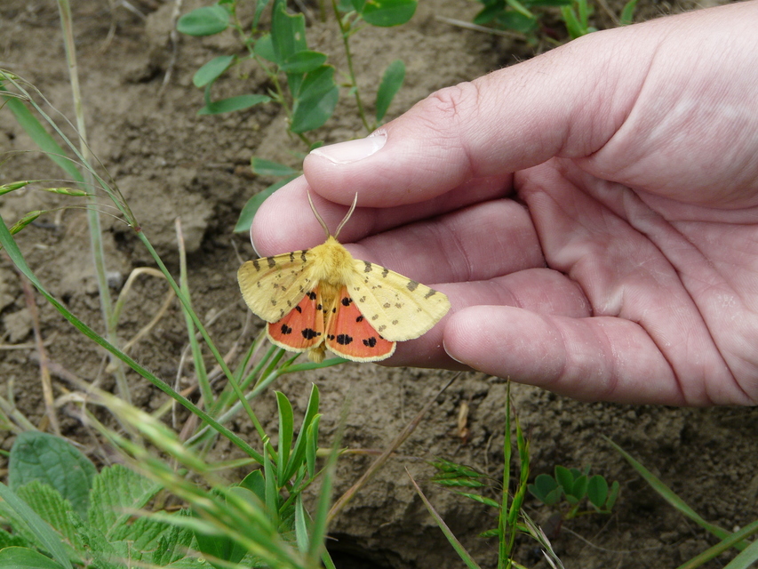 Rhyparia purpurata - bíborszínű medvelepke
