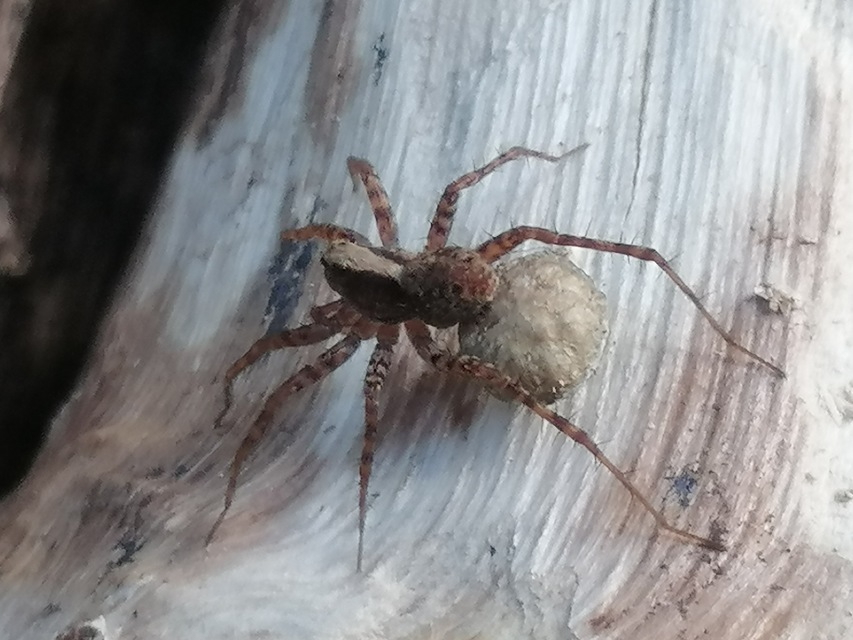 Pardosa alacris/lugubris