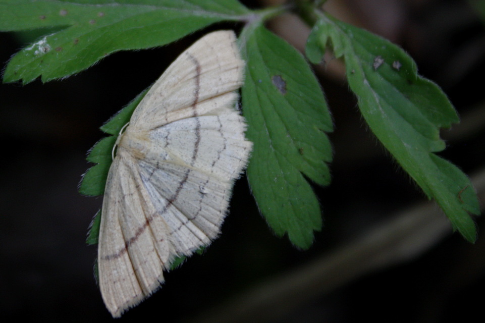 Cyclophora linearia - vonalas pettyesaraszoló