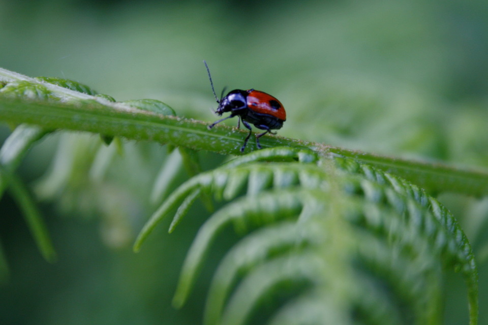 Cryptocephalus bipunctatus - kétpettyes zömökbogár
