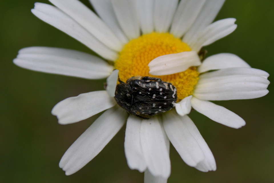 Oxythyrea funesta - sokpettyes virágbogár