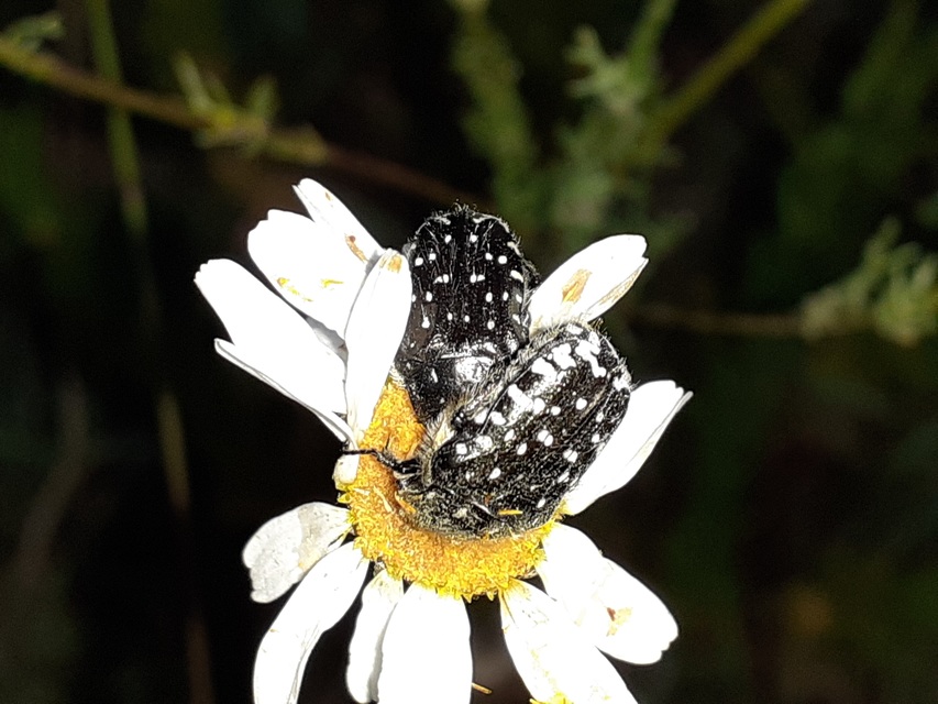 Oxythyrea funesta - sokpettyes virágbogár