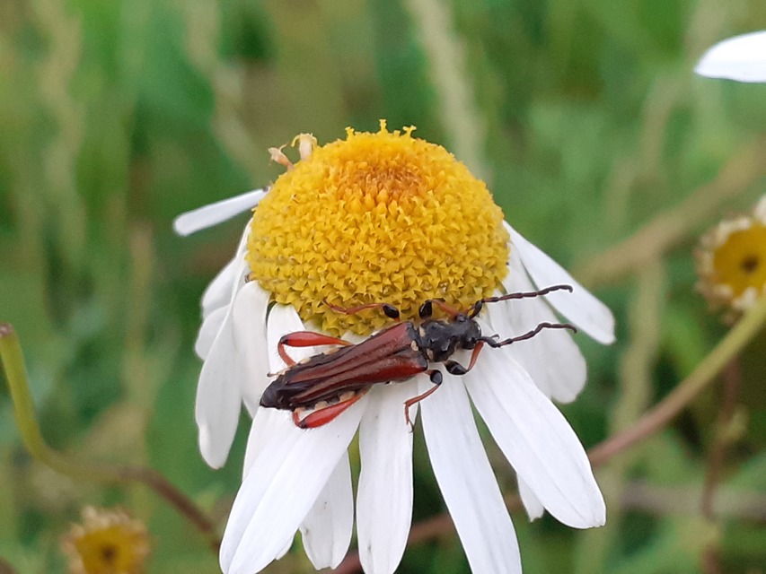 Stenopterus rufus - tarkacsápú keskenyfedőscincér