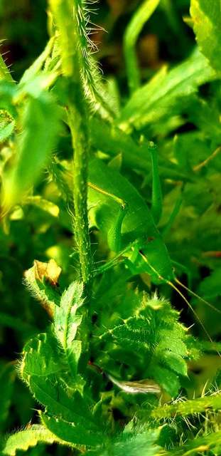 Isophya costata - magyar tarsza