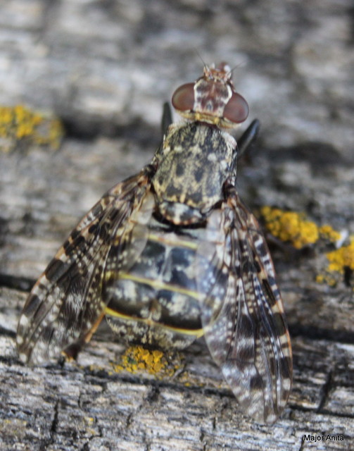 Platystoma