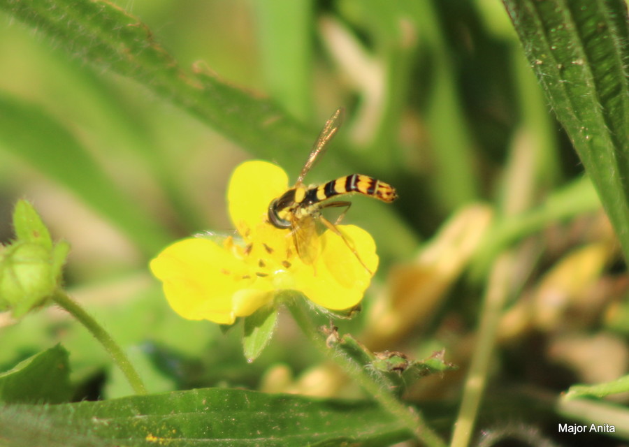 Sphaerophoria