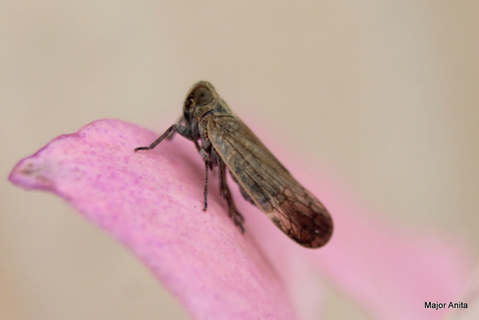 Cixiidae - recéskabócák