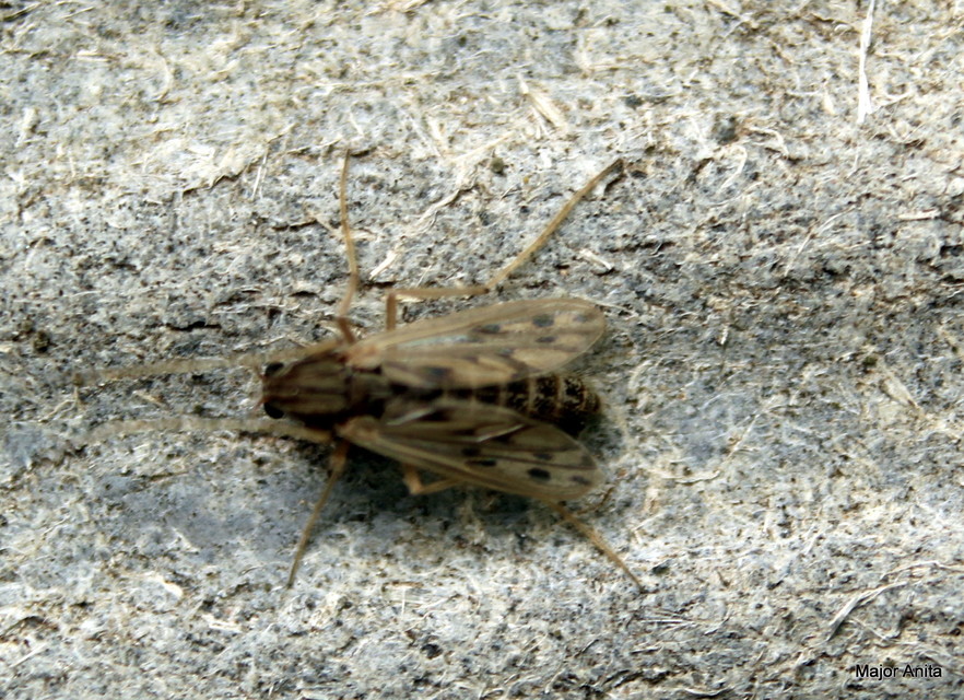 Chironomidae - árvaszúnyogok