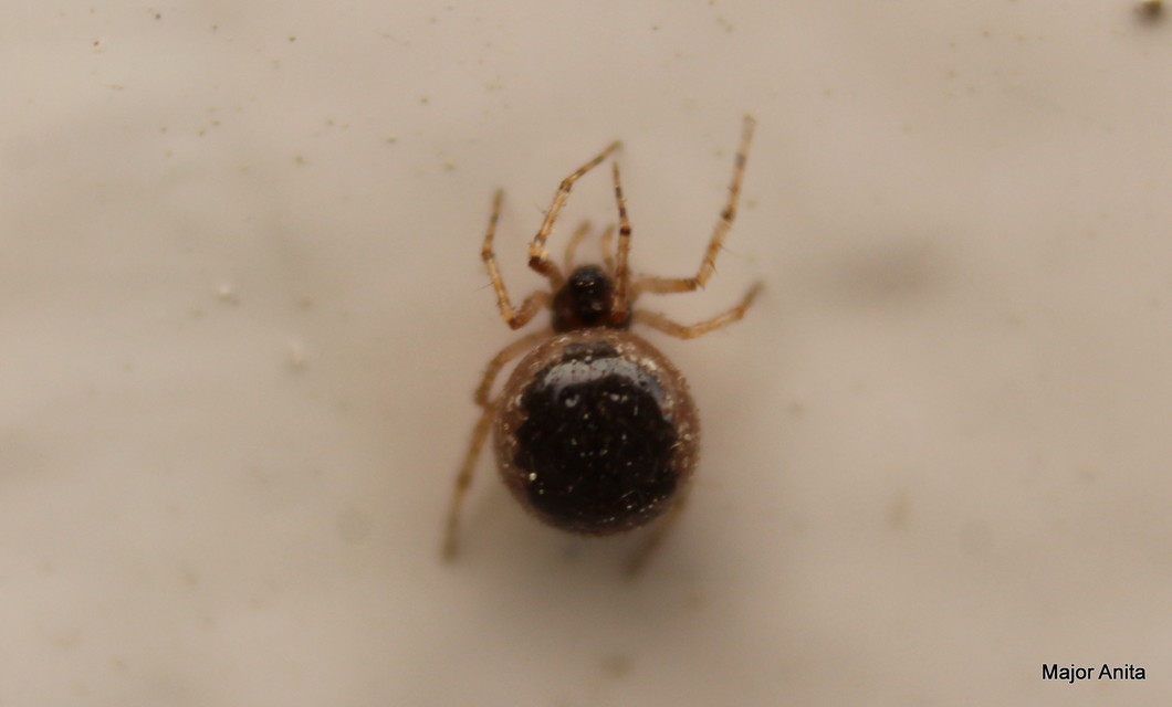 Sardinidion blackwalli