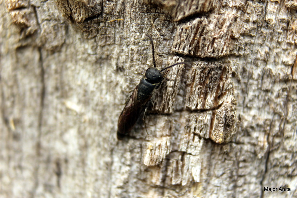 Sapygina decemguttata