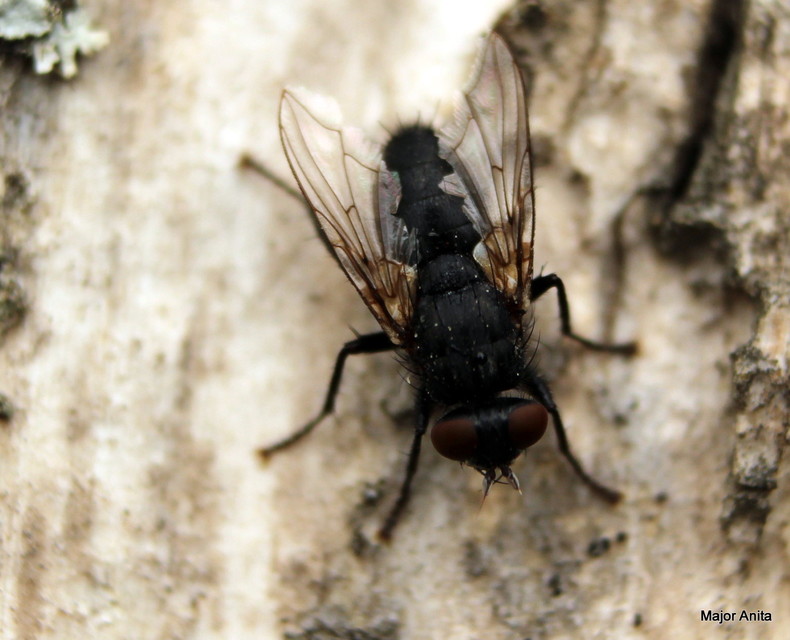 Sarcophagidae - húslégyfélék