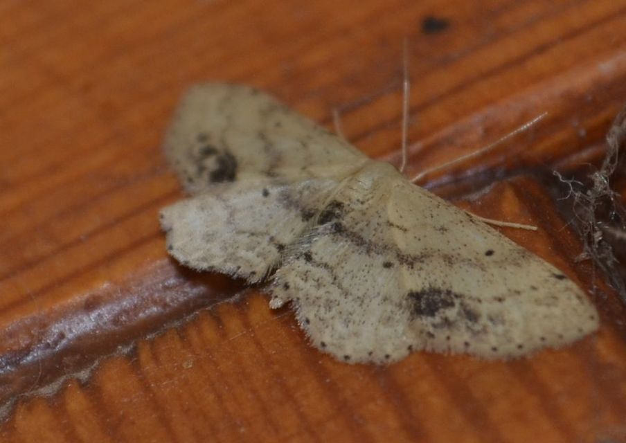 Idaea dimidiata - gyakori apróaraszoló