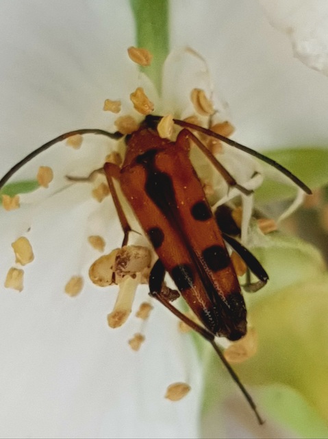 Stenurella septempunctata - hétpettyes karcsúcincér