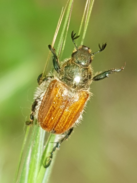 Chaetopteroplia segetum - rozsszipoly