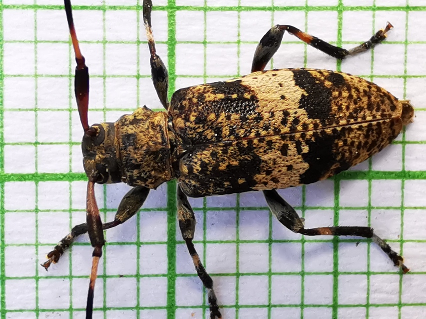 Leiopus nebulosus - öves gesztcincér