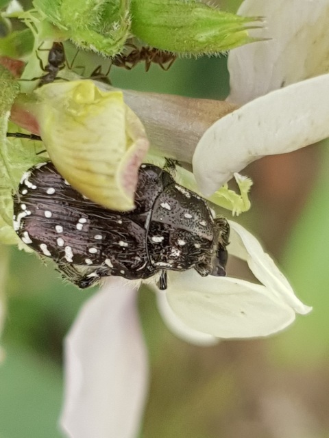 Oxythyrea funesta - sokpettyes virágbogár