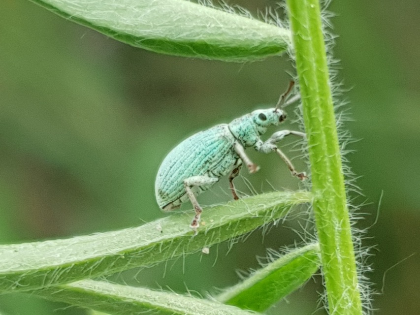 Phyllobius virideaeris - halványzöld levélormányos