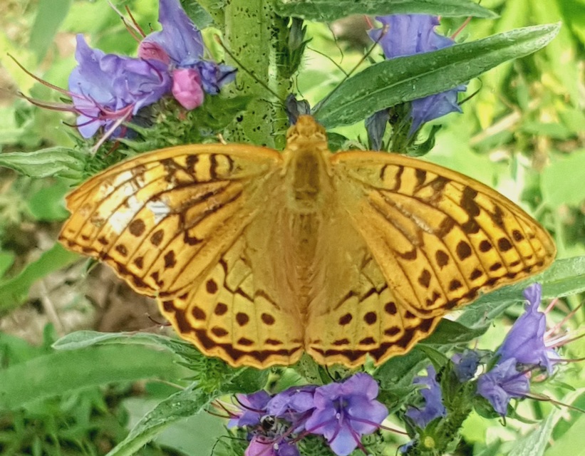 Argynnis pandora - zöldes gyöngyházlepke