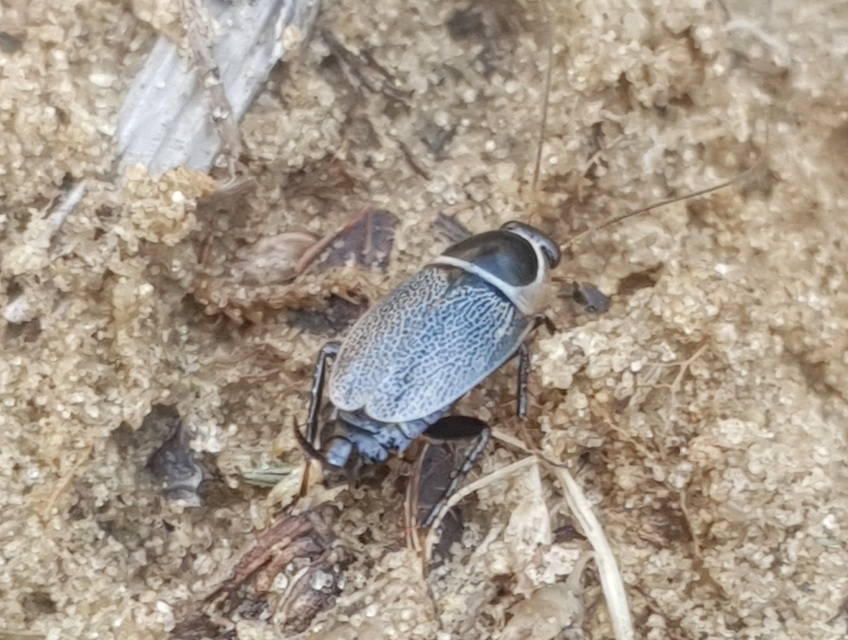 Phyllodromica megerlei - pontozott avarcsótány