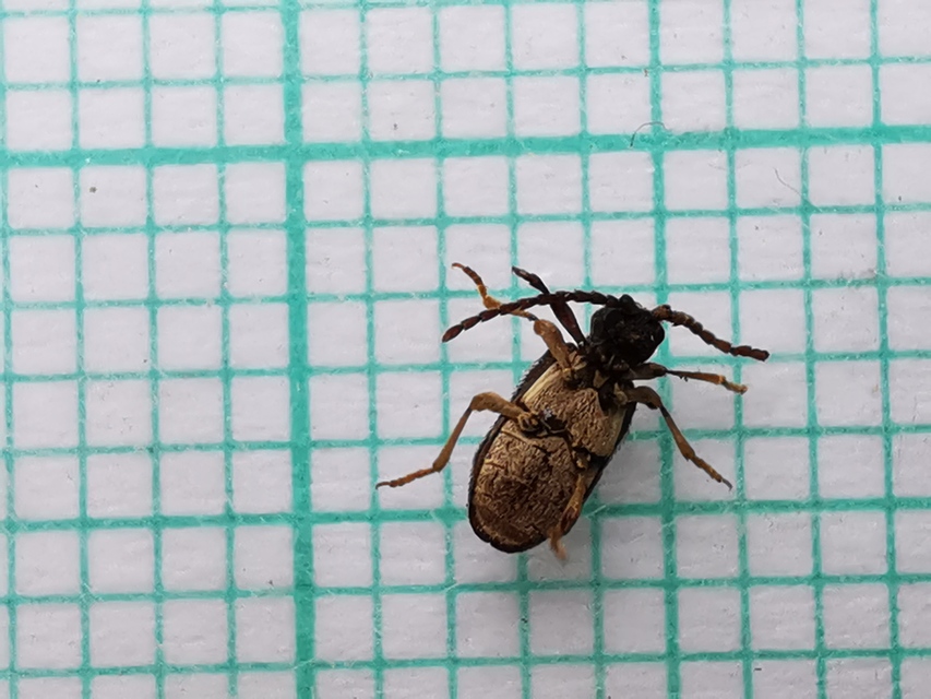Ptinus sexpunctatus - hatfoltos tolvajbogár