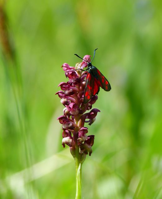Zygaena filipendulae - acélszínű csüngőlepke