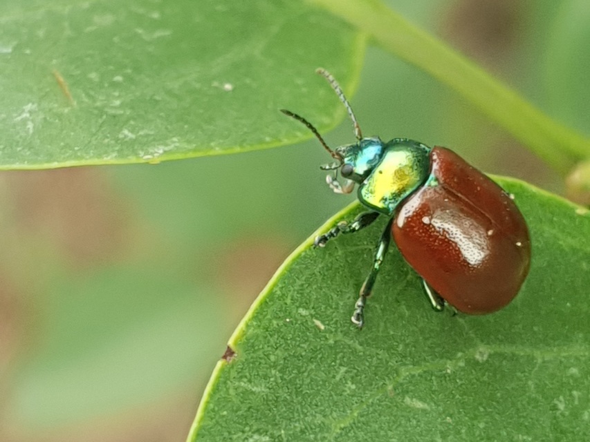 Chrysolina polita - réti mentalevelész Chrysolina polita - réti mentalevelész