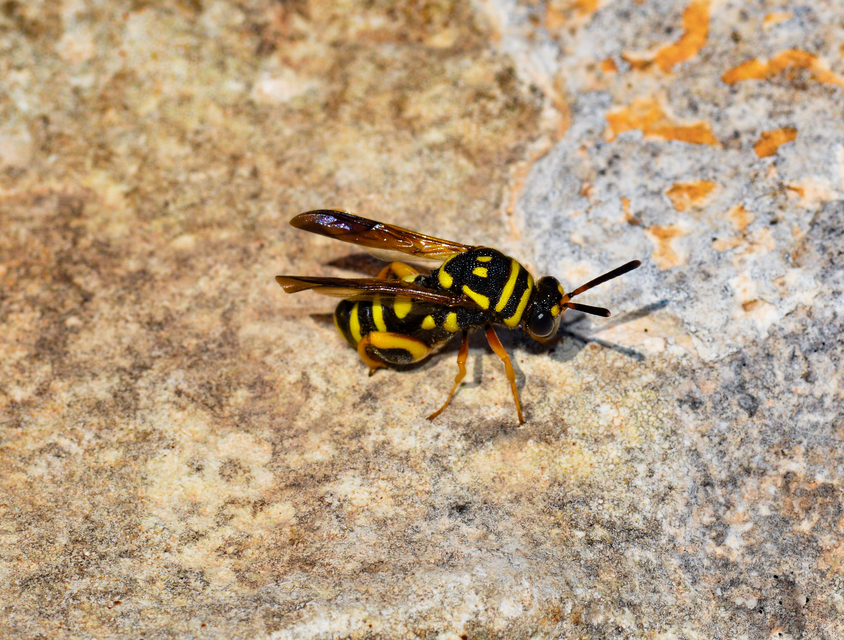 Leucospis gigas