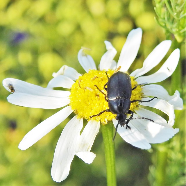 Podonta nigrita - szerecsenbogár