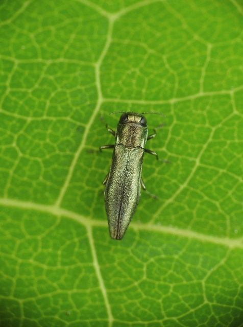 Agrilus olivicolor - olajzöld karcsúdíszbogár