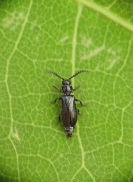 Drilus concolor - fekete csigabogár
