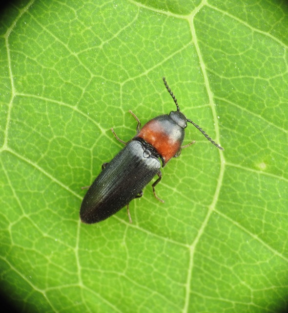 Ampedus sinuatus - felemásnyakú pattanó