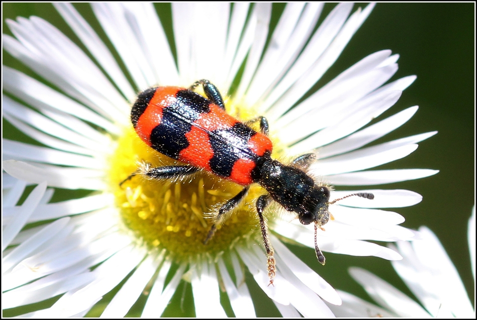 Trichodes apiarius - szalagos méhészbogár