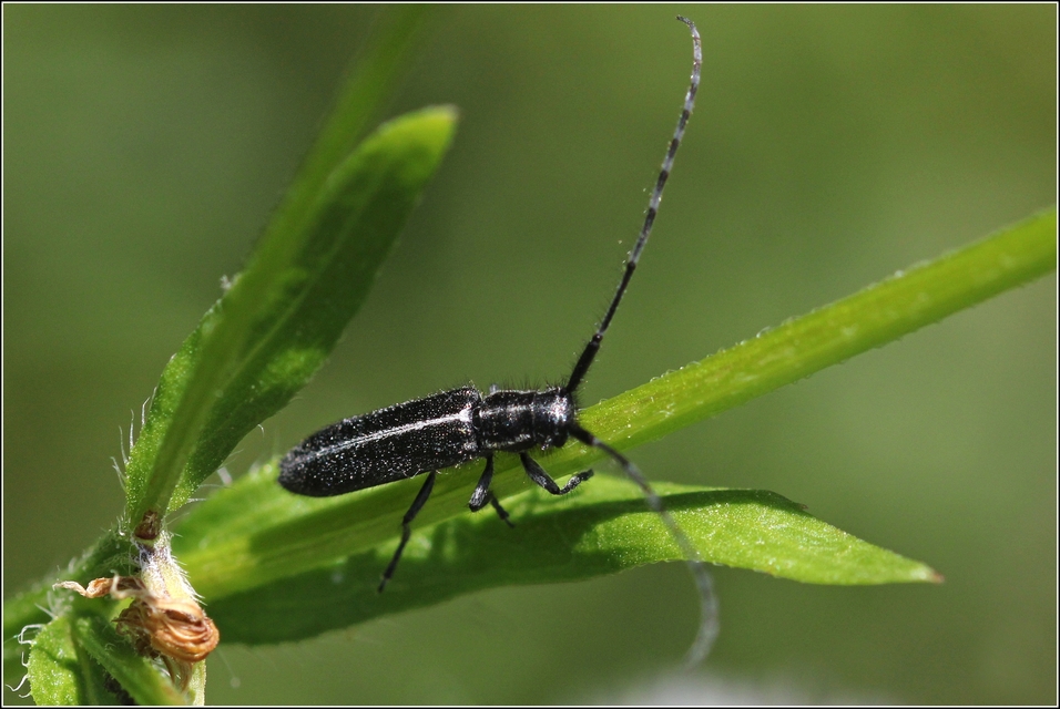 Agapanthia cardui - sávos bogáncscincér