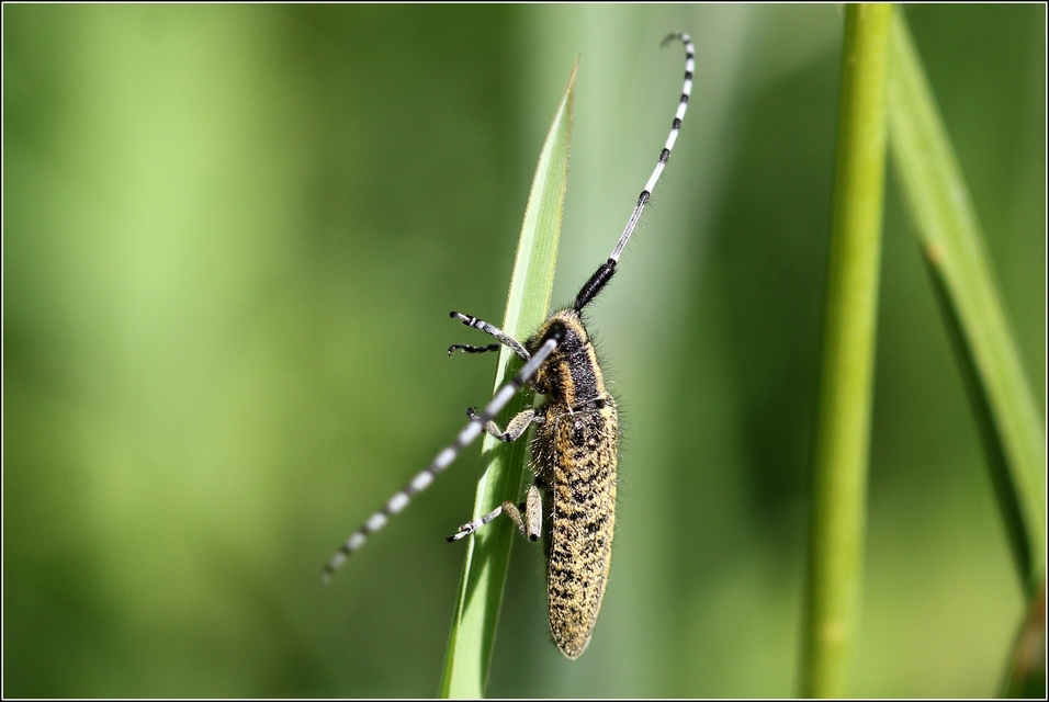 Agapanthia villosoviridescens - fehérgyűrűs bogáncscincér