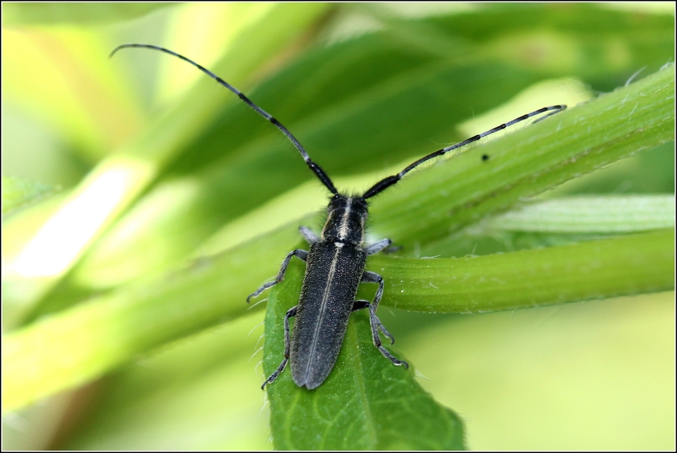 Agapanthia cardui - sávos bogáncscincér