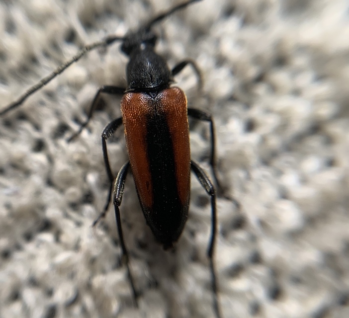 Stenurella melanura - feketevégű karcsúcincér