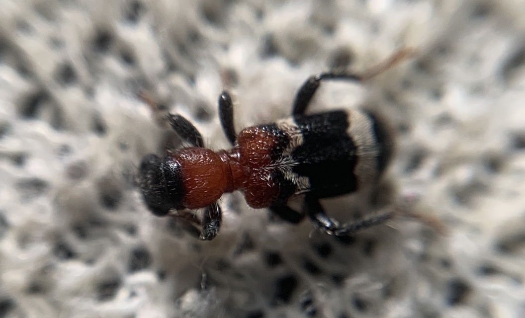Thanasimus formicarius - vörösnyakú szúfarkas