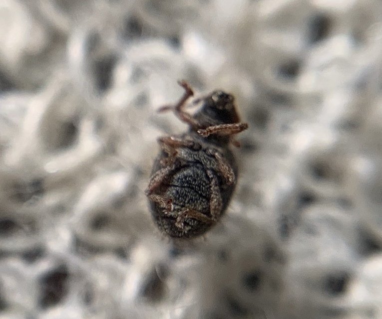 Brachysomus echinatus - tüskés gyepormányos Brachysomus echinatus - tüskés gyepormányos