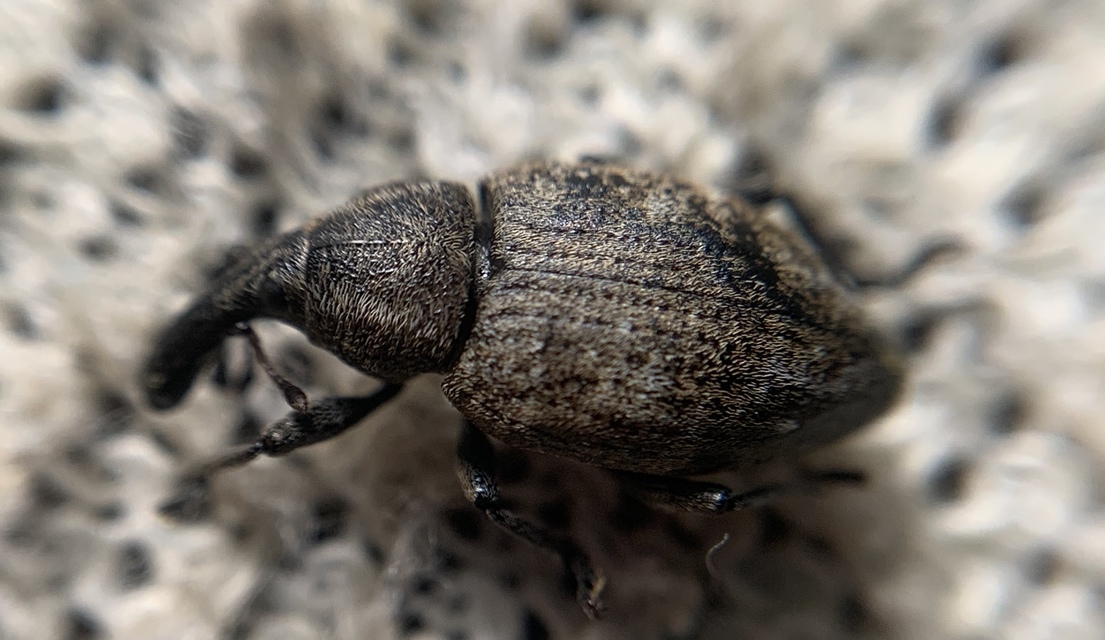Lepyrus capucinus - pettyes fűzormányos