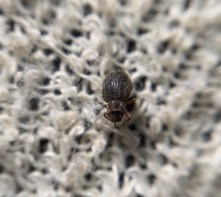 Brachysomus echinatus - tüskés gyepormányos Brachysomus echinatus - tüskés gyepormányos