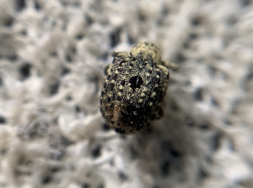 Cionus hortulanus - gyűrűslábú gömbormányos