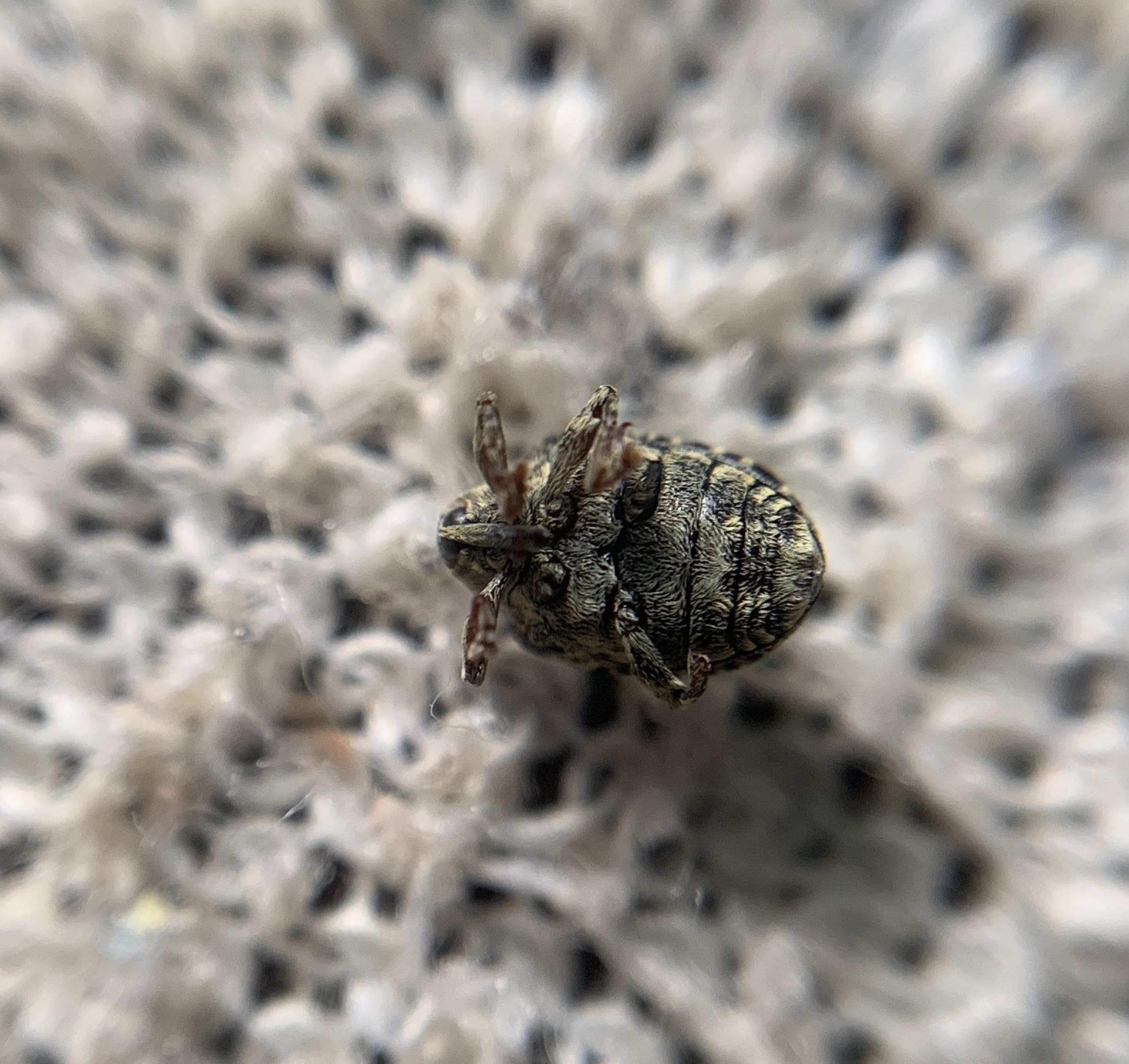 Cionus hortulanus - gyűrűslábú gömbormányos