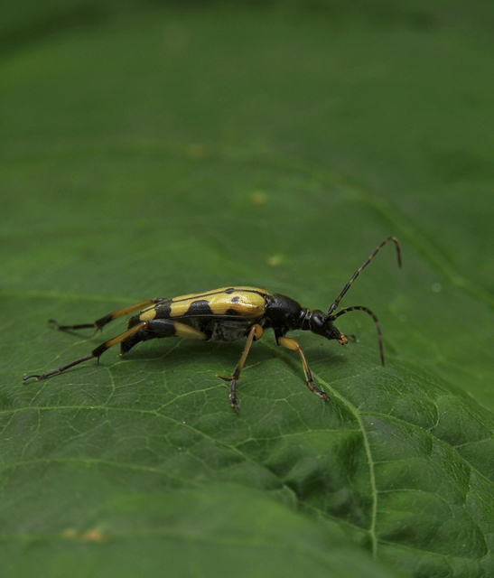 Rutpela maculata - tarkacsápú karcsúcincér