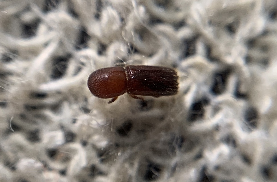 Xyleborus monographus - tölgy-szarvasszú Xyleborus monographus - tölgy-szarvasszú