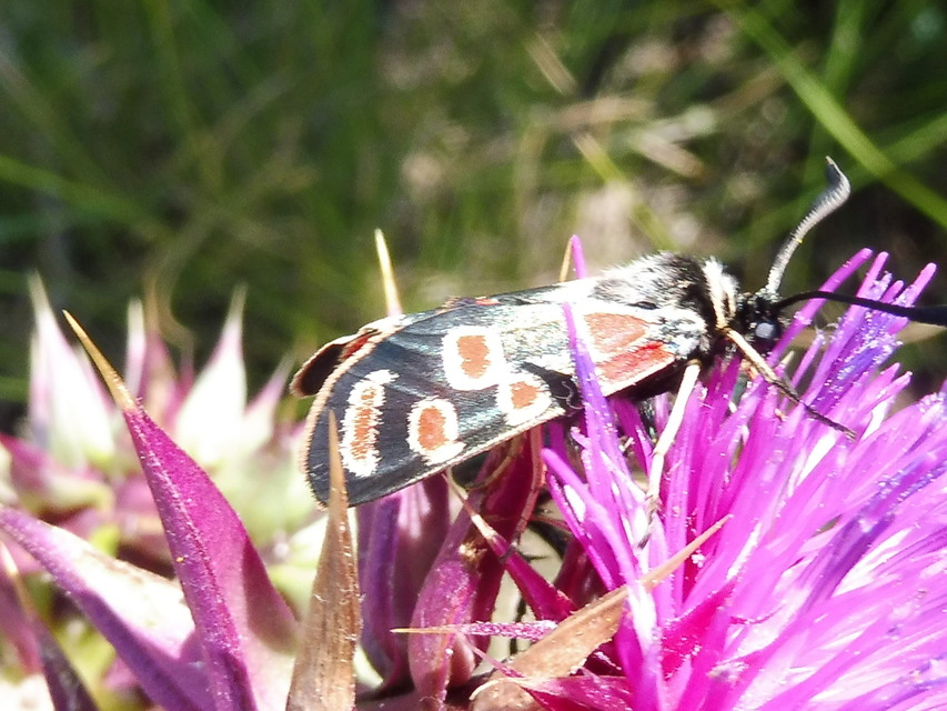Zygaena carniolica - fehérgyűrűs csüngőlepke