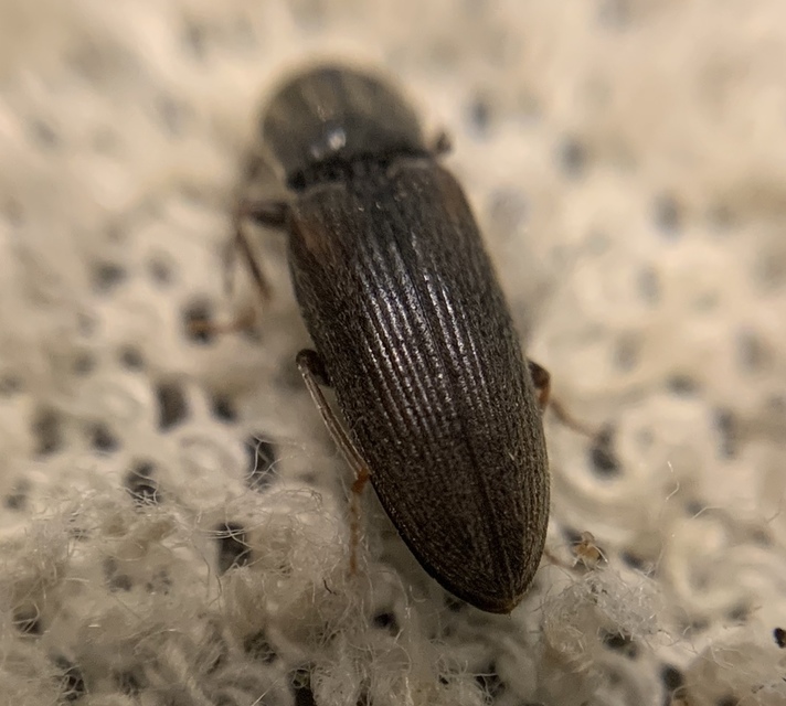 Dicronychus cinereus - szürke szívespattanó