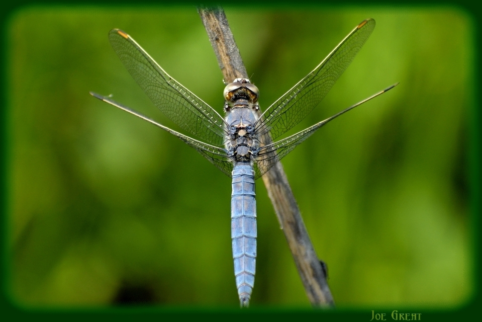 Orthetrum brunneum - pataki pásztorszitakötő