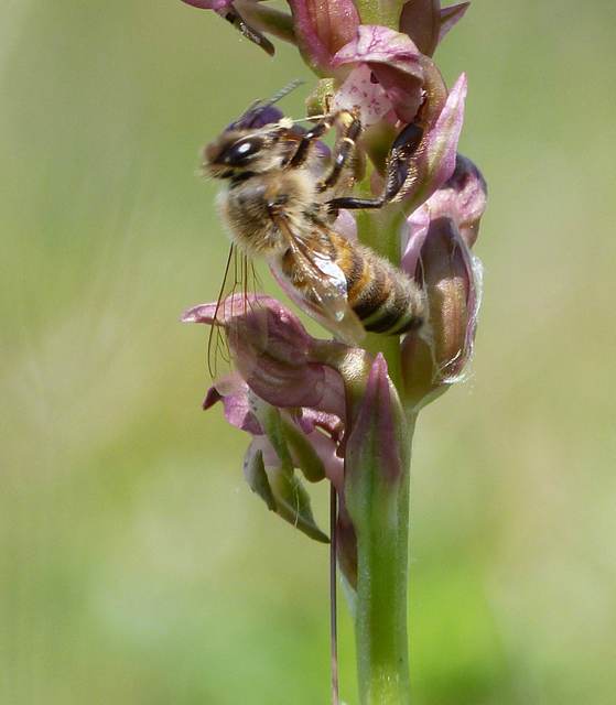 Apis mellifera - háziméh