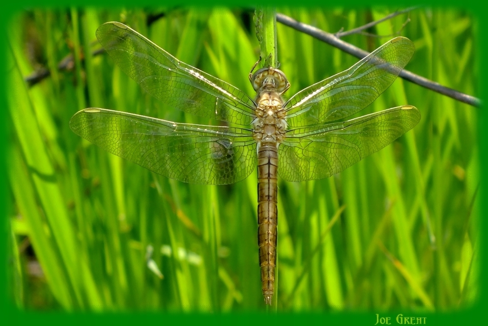 Orthetrum brunneum - pataki pásztorszitakötő