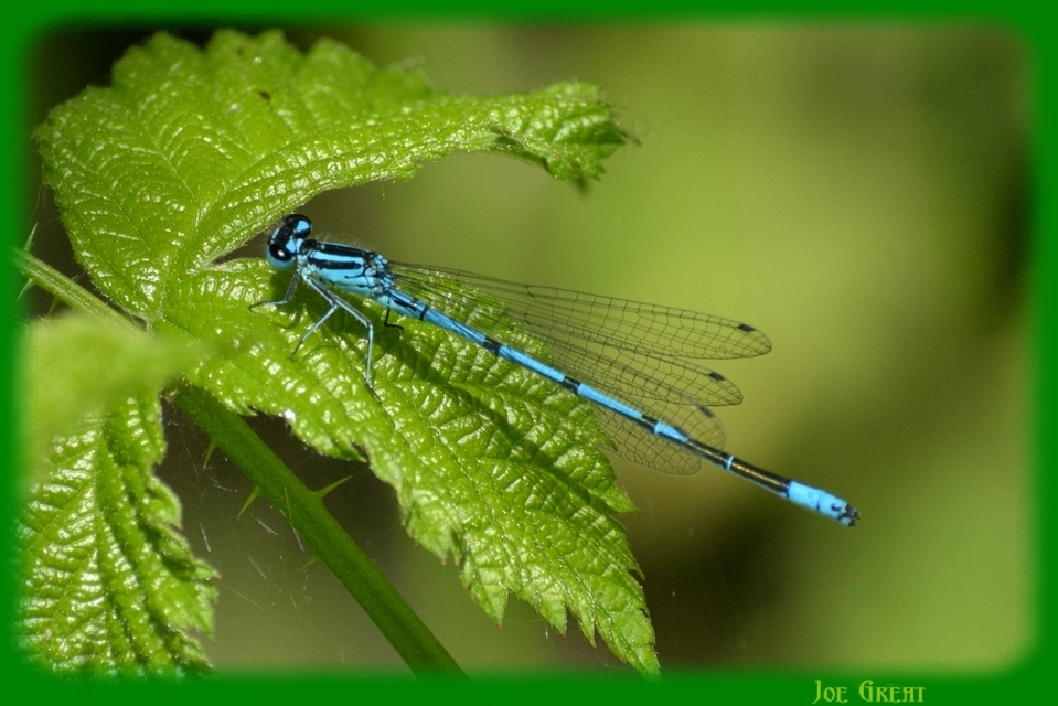 Coenagrion puella - azúrkék légivadász